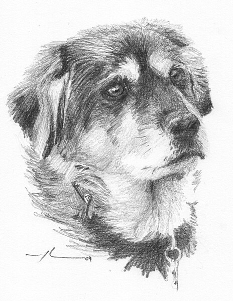 wp-lg sled dog portrait