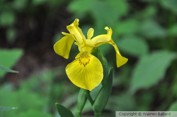 Uncultivated