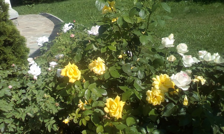 Roses