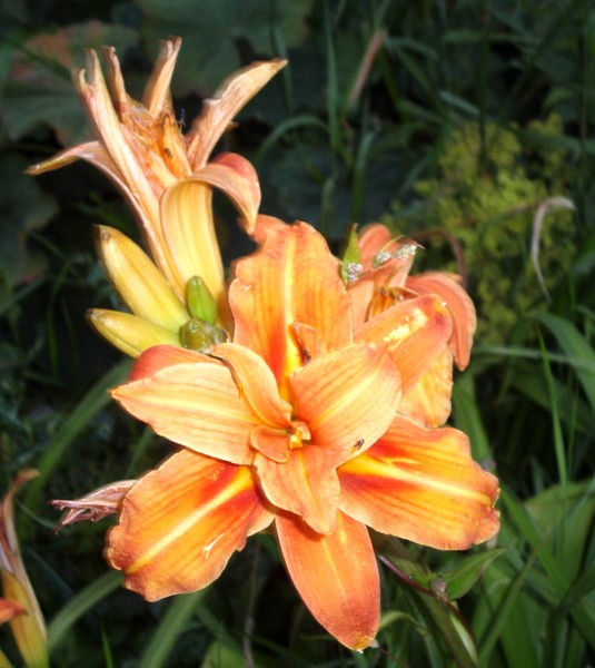 orange flower