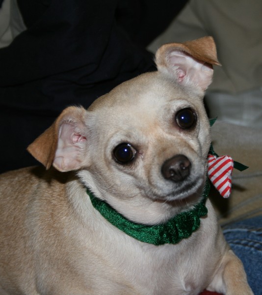 chula