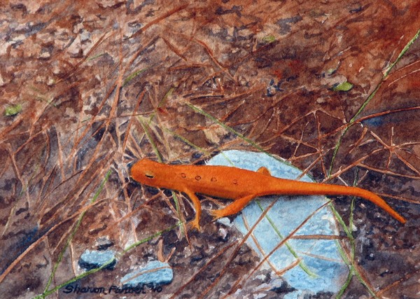 Red Eft Salamander