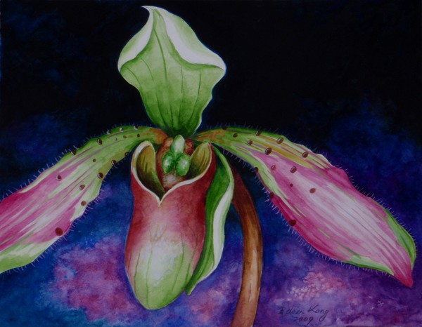 Borneo Slipper Orchid P.Bullenianum