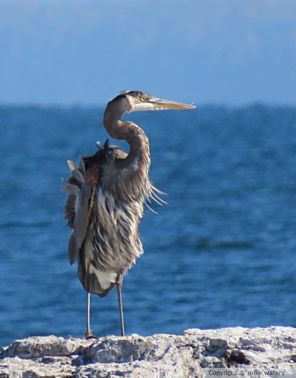 great blue heron