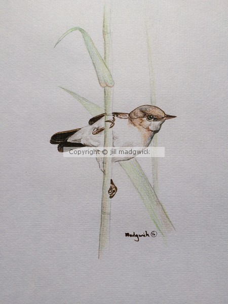 Reed Warbler
