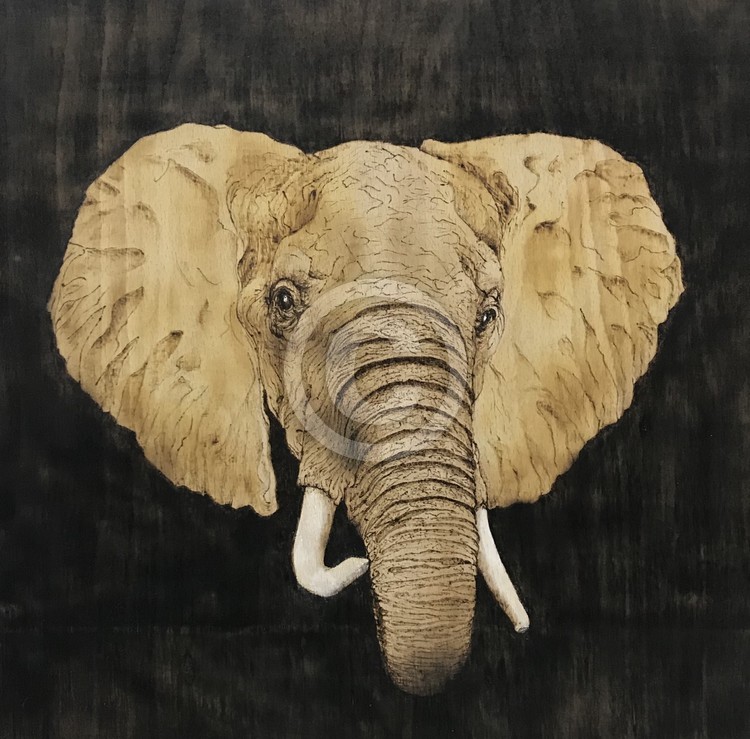 African Elephant
