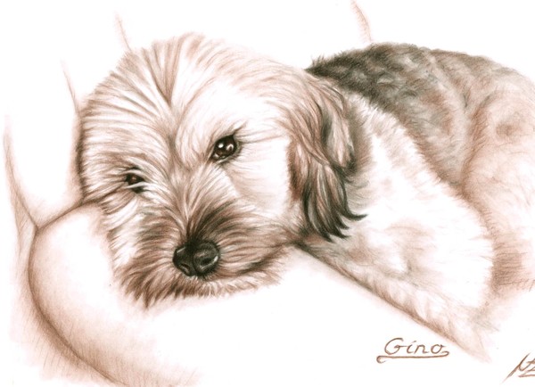 Gino