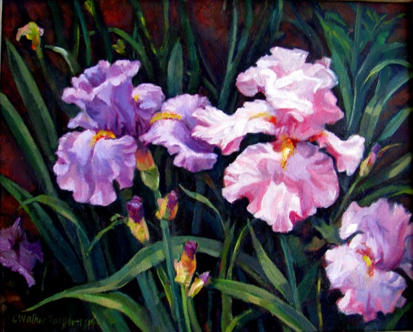 Bearded Irises