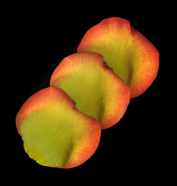 Three Petals