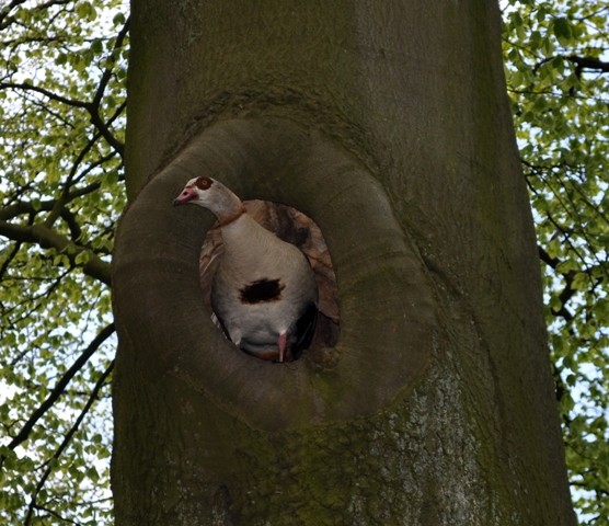 Tree home