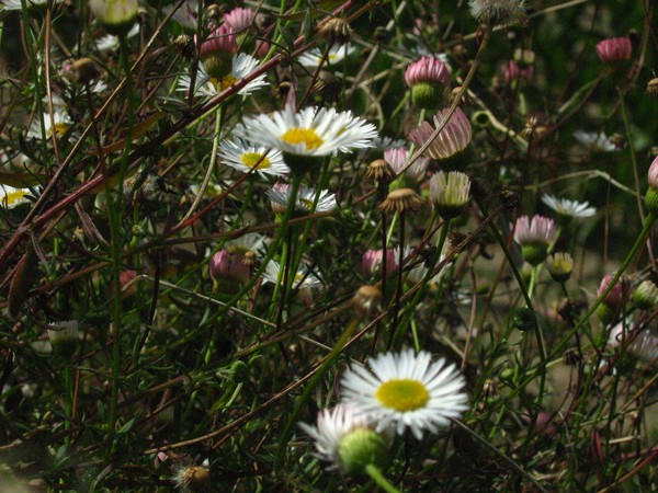 daisies