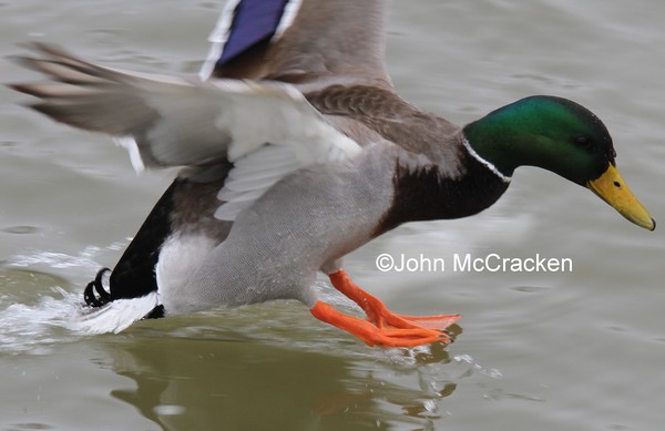 Sliding home, Male Mallard duck..