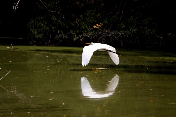 Egret in flight Reflection.