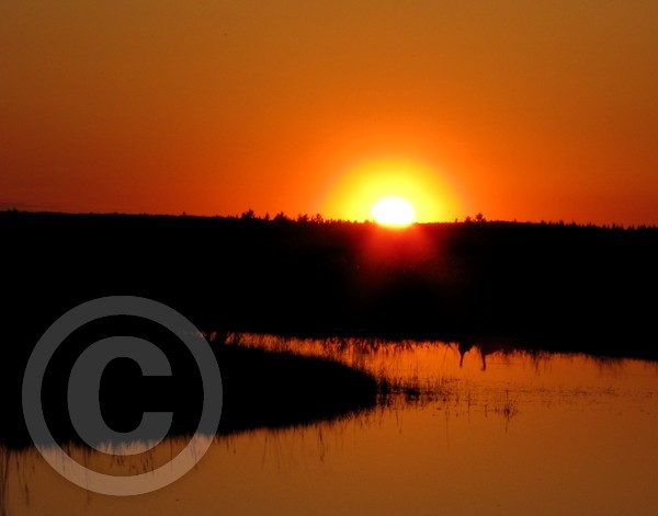 Goose Reflections at Sunset!