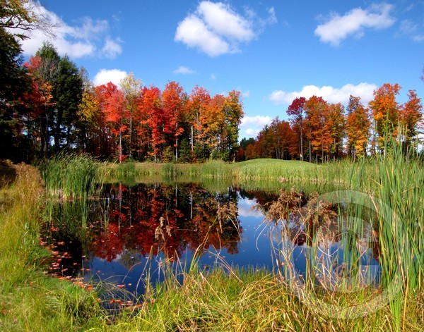 Northern Golf Course Beauty!