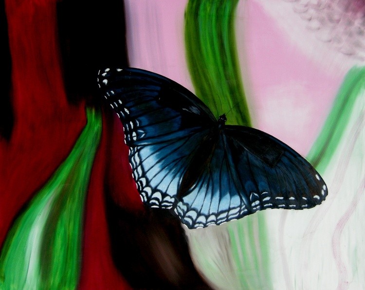 Blue Butterfly