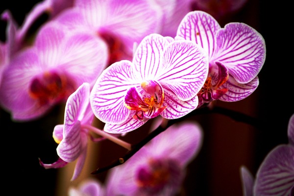 Electric Orchids