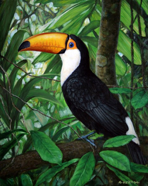 Contrasts of the rainforest
