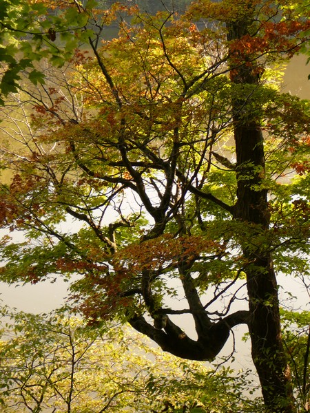 Fall o Me
