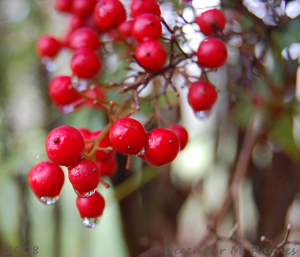 Red Berries