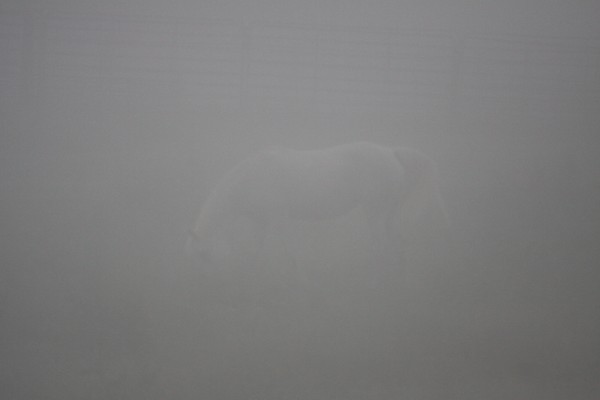 The Fog