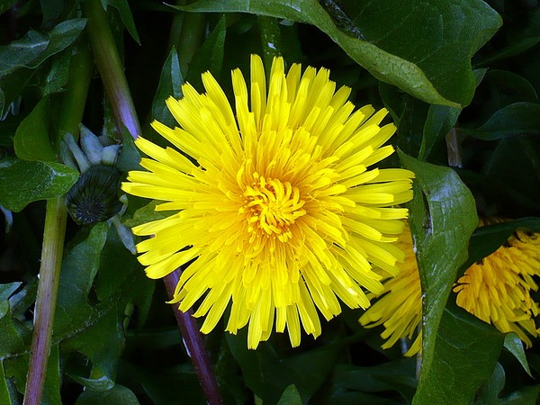 pretty weeds
