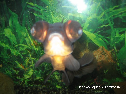 FISH