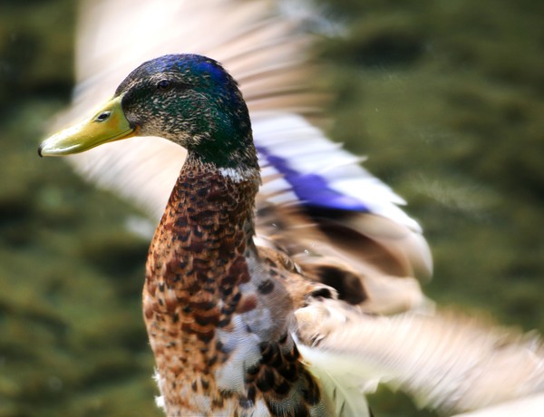 Humming...duck!?