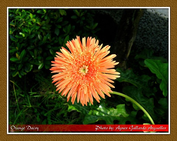 Orange Daisy