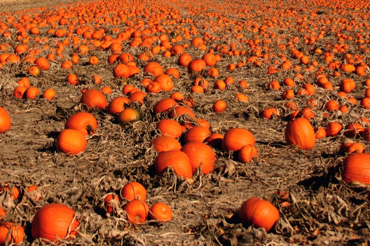 Pumpkin Patch