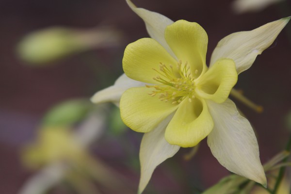 Yellow Columbine