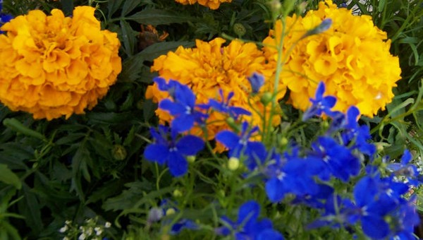 Beautiful flowers