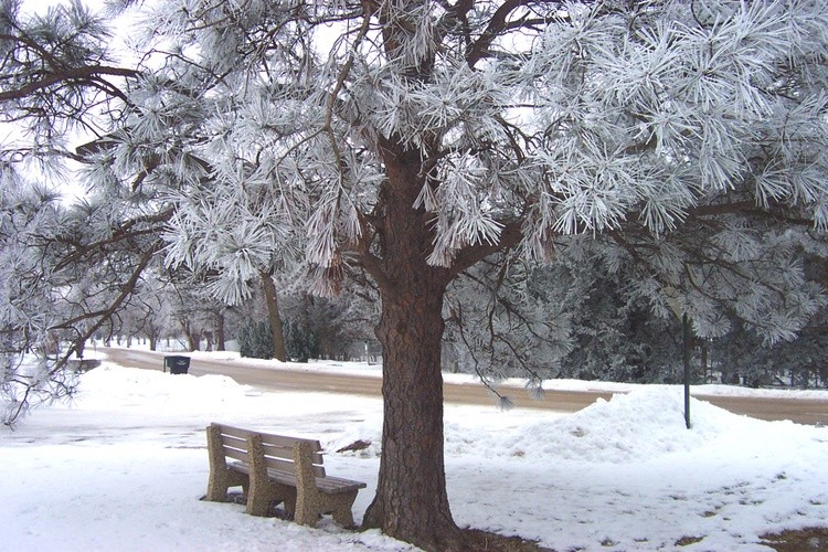 Hoar Frost 21