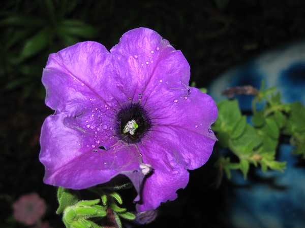 Petunia in Purple