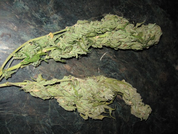 Weed in the garden