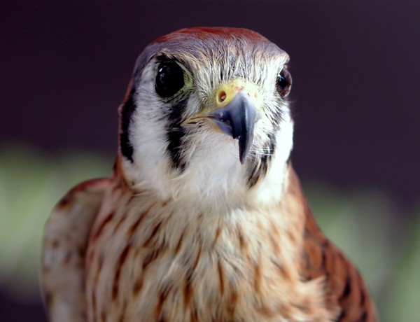 Sparrow Hawk 4