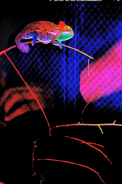 Neon Lizard