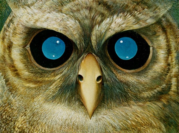 Owl with blue eyes