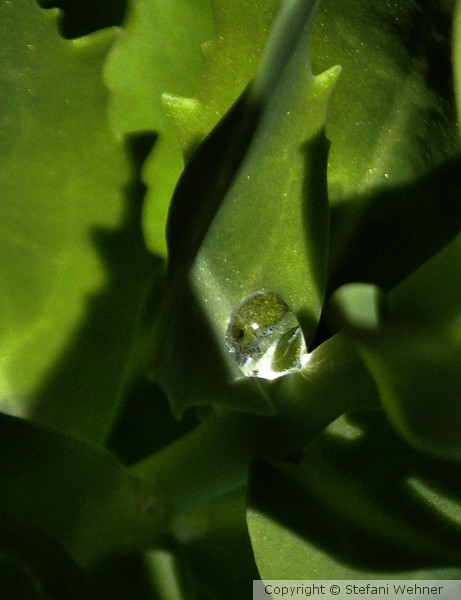 one drop