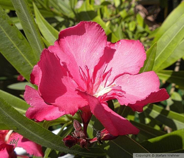 blooming oleander