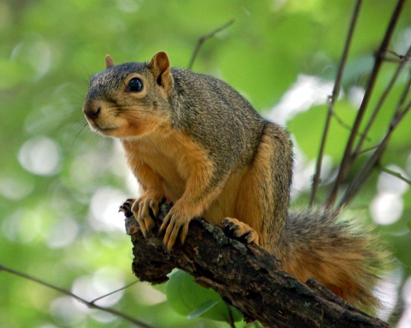 Critter