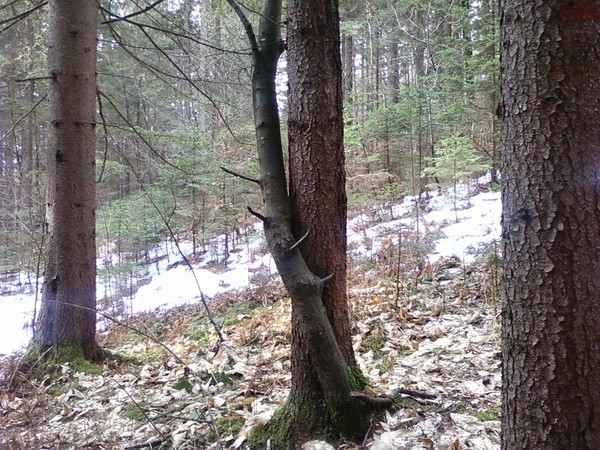 I love trees