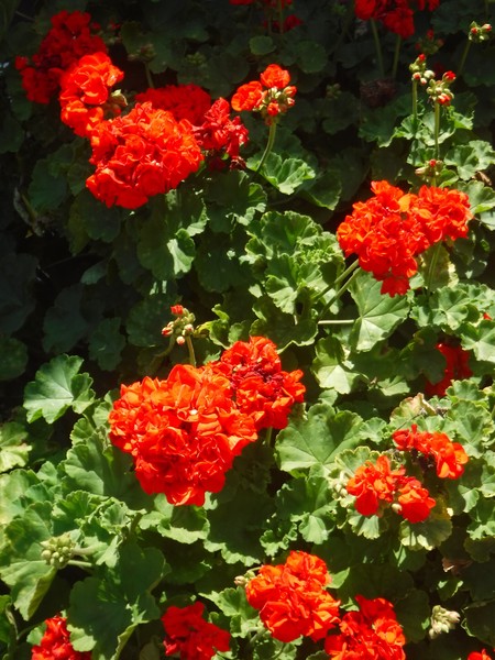 If You like Red!