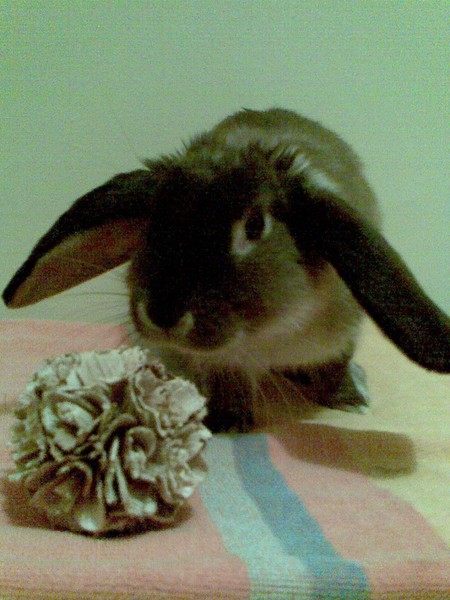 Thumper
