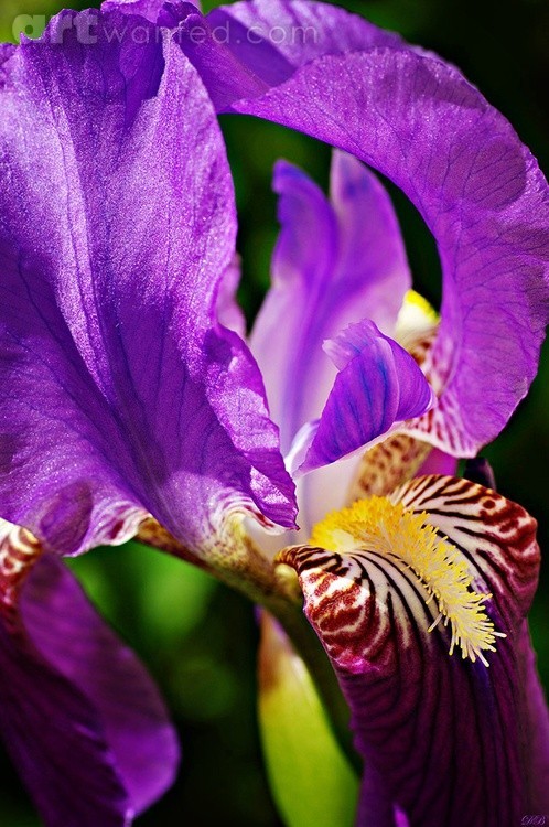 Iris Portrait
