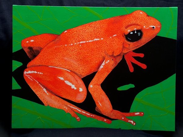 golden mantella