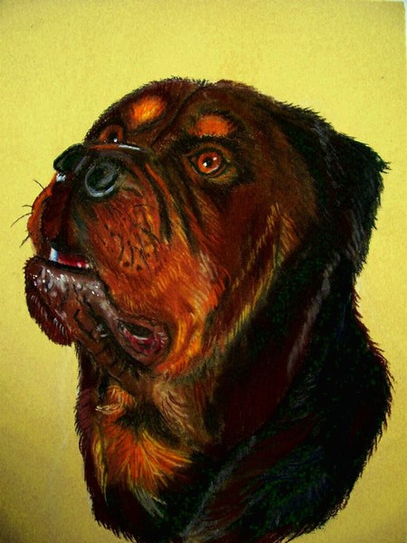 Rottweiler 