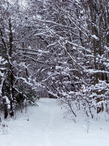 Frosted