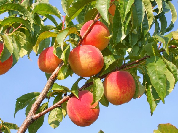A peach of a day!