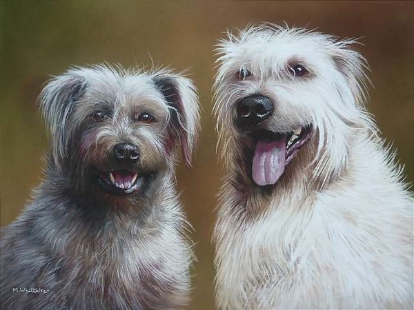 Glen Of Imaal Terriers